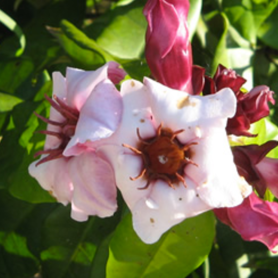 flor20 (1)